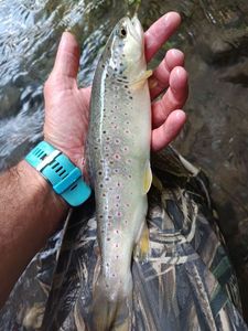 Brown Trout