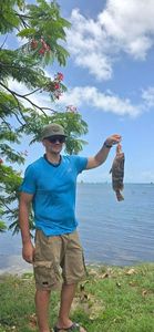 Goliath Grouper