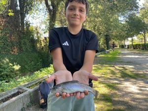 Rainbow Trout