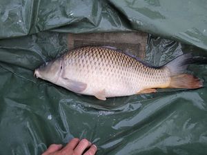 Common Carp