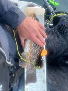 Ballan Wrasse