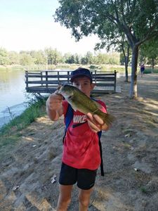 Largemouth Bass