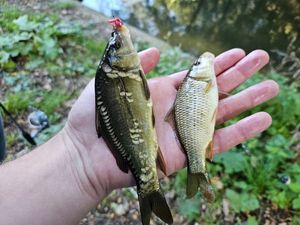 Mirror Carp