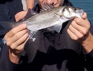 European Bass (Seabass)