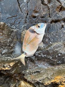 Common Two-Banded Seabream