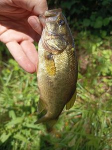 Largemouth Bass