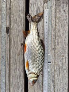 Roach