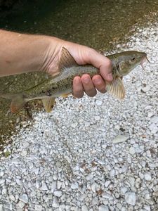Barbel
