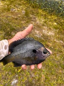 Bluegill