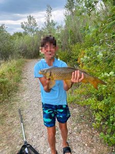 Common Carp