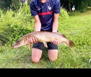 Northern Pike