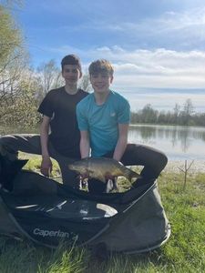 Common Carp
