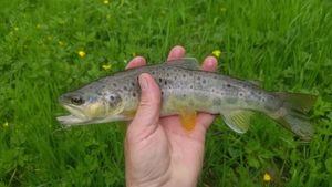 Brown Trout