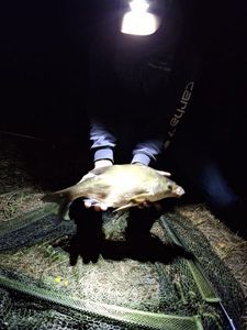 Common Bream