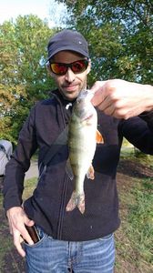 European Perch