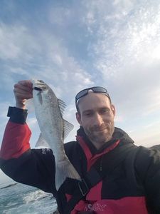 European Bass (Seabass)