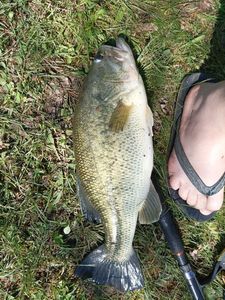 Largemouth Bass