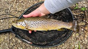 Brown Trout