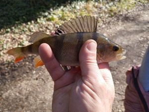 European Perch