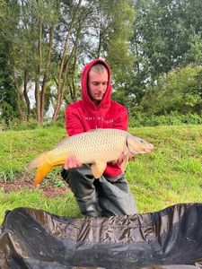 Common Carp