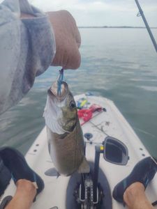 European Bass (Seabass)