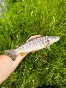 Brown Trout