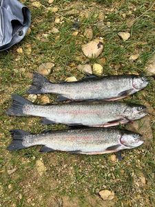 Rainbow Trout