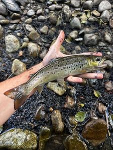 Brown Trout