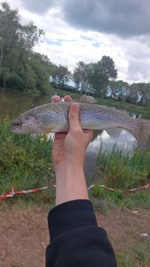 Rainbow Trout