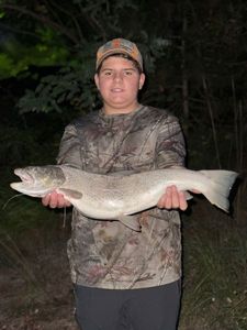 Brown Trout