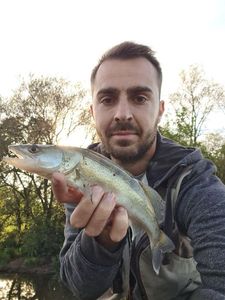 Zander