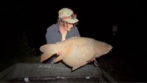 Mirror Carp