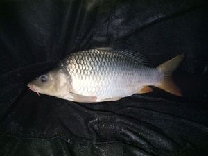 Common Carp