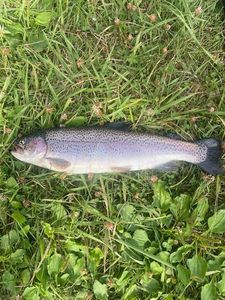 Brown Trout