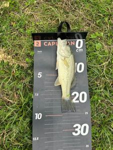 Largemouth Bass