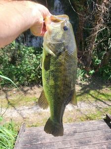Largemouth Bass