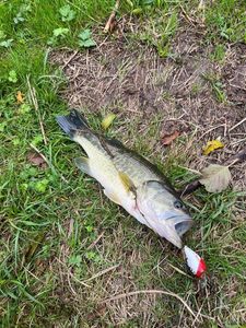 Largemouth Bass
