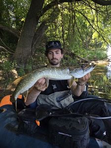 Northern Pike