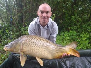 Common Carp