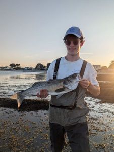 European Bass (Seabass)
