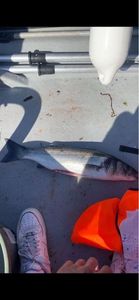 European Bass (Seabass)