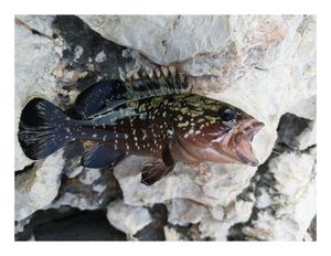 Brown Grouper (Dusky)