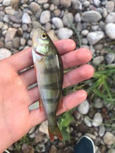 European Perch