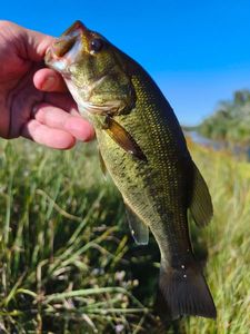 Largemouth Bass