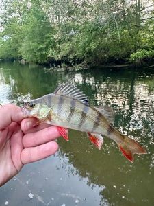 European Perch