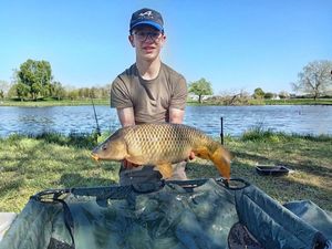 Common Carp
