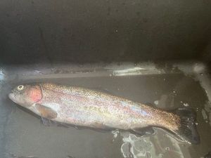 Rainbow Trout