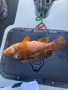 Ballan Wrasse