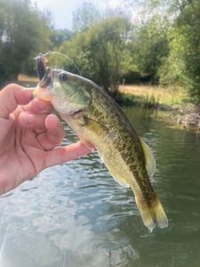 Largemouth Bass