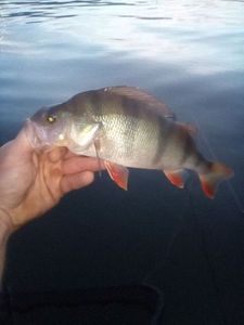 European Perch